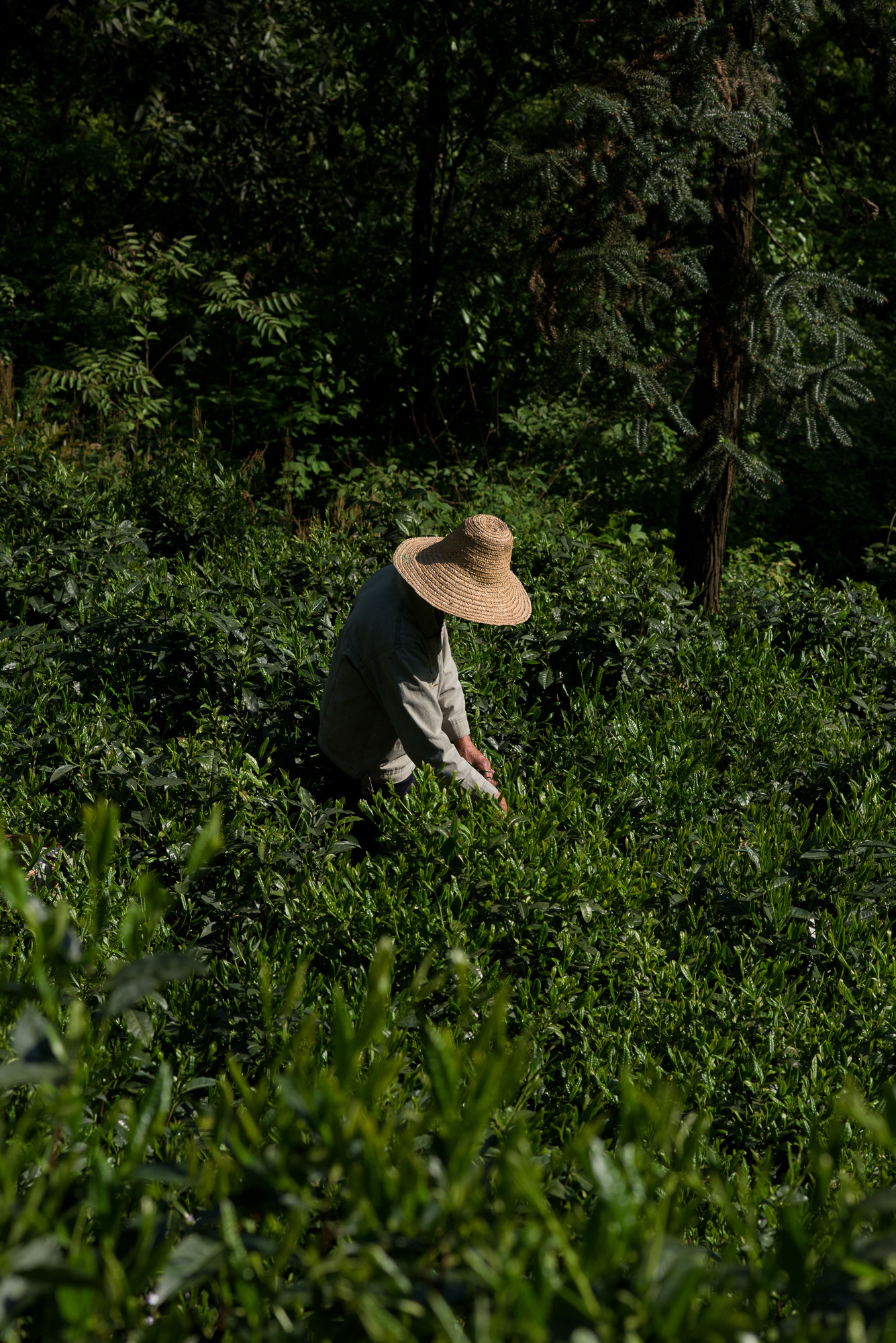 A tea picker harvests Taiping Houkui A tea picker harvests Taiping Houkui