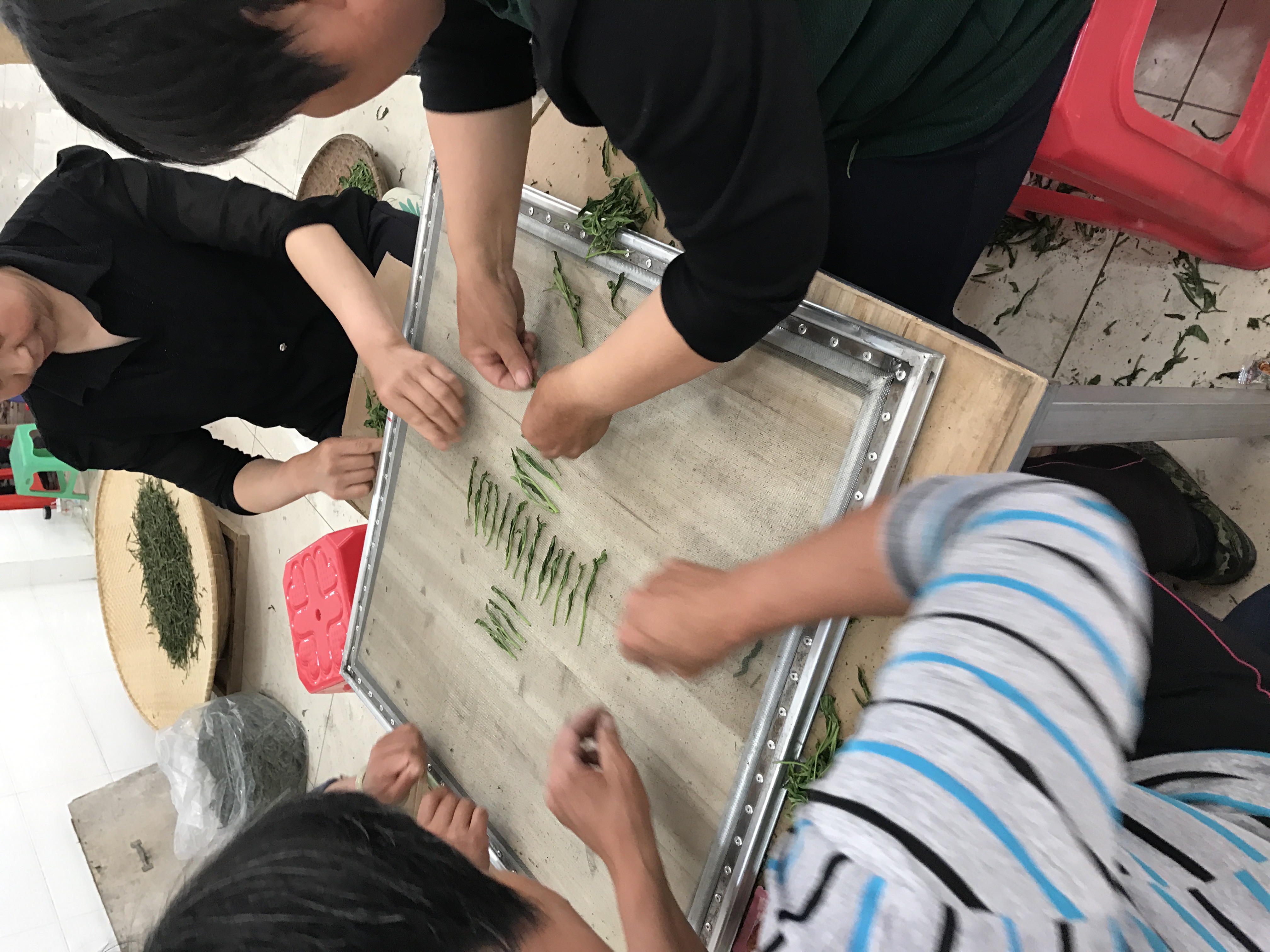 A modern Taiping Houkui workshop A modern Taiping Houkui workshop