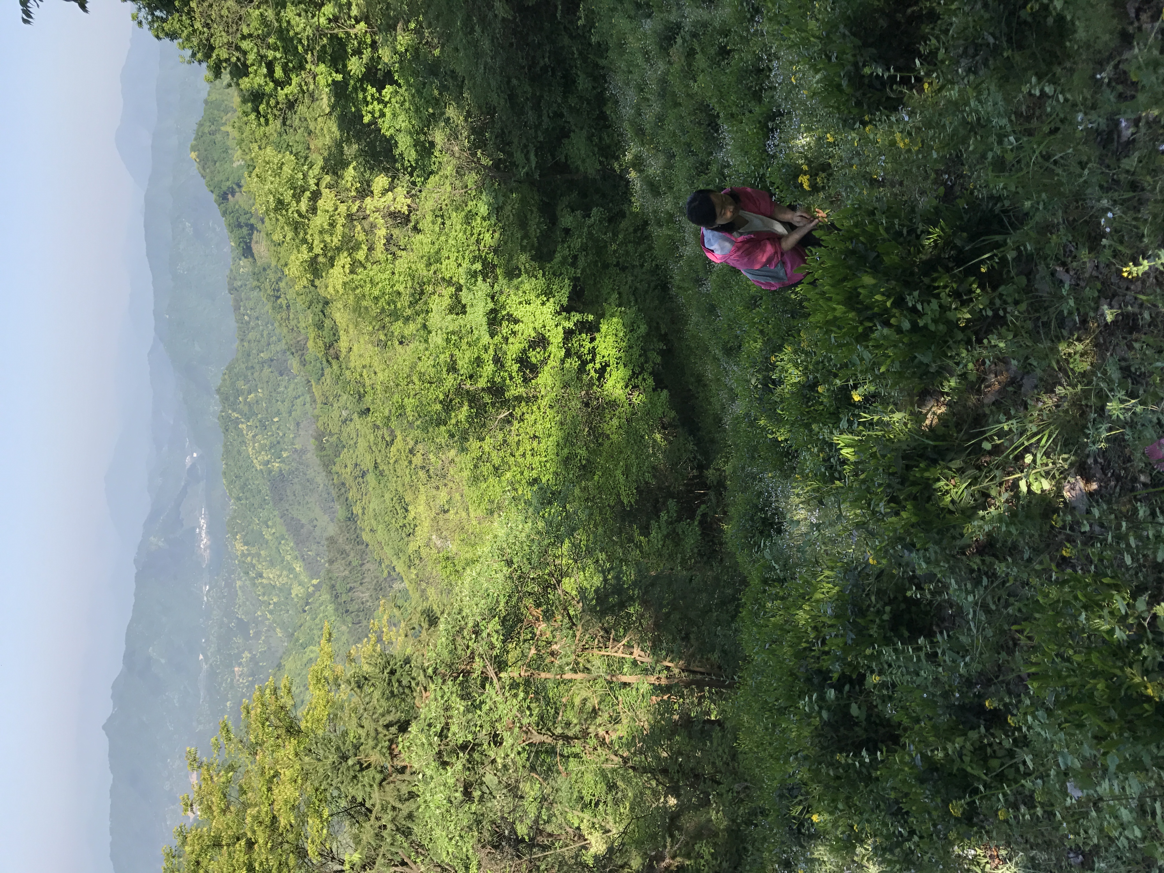 He Xiaoling in a wild tea patch He Xiaoling in a wild tea patch